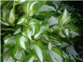 hosta